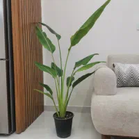 گل نخل مسافر