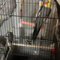 ۵عدد عروس هلندی