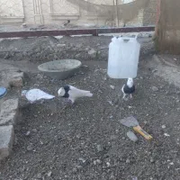 پرنده|پرنده|تربتحیدریه, شهرک ولیعصر|دیوار