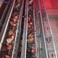 فروش مرغ تخمگذار گلپایگان