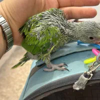 جوجه سرلاکی ملنگو (زیر قیمت همه جا) کاسکو شاه طوطی|پرنده|تهران, جیحون|دیوار