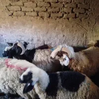 6تا بره موقیعت بردسیر کیلویی 352