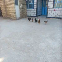 مرغ تخم گذار وخروس|حیوانات مزرعه|گتوند, |دیوار