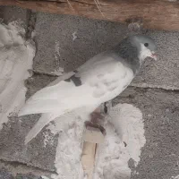 کفتر بدرنگ تمیز|پرنده|کوهمره, |دیوار