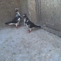 کبوترپلنگی