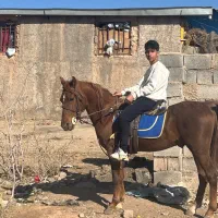 اسب کورد|اسب و تجهیزات اسب‌سواری|کرمان, |دیوار