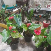 گل آنتریوم|گل و گیاه طبیعی|کرمانشاه, |دیوار