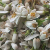 بهار نارنج خالص