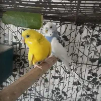 مرغ عشق رام اهلی