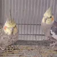 جفت کوتوله و عروس هلندی|پرنده|بیرجند, |دیوار