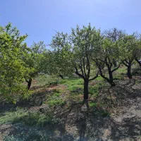 باغ بادام مامائی|فروش دفتر صنعتی، کشاورزی، تجاری|زاینده رود, |دیوار