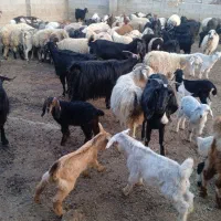 فروش|حیوانات مزرعه|سروستان, |دیوار