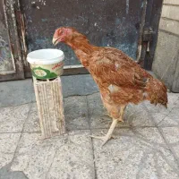 مرغ لاری