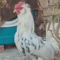 مرغ محلی و غاز