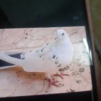 کفتر گمشده