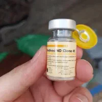 جوجه بوقلمون|حیوانات مزرعه|شیراز, لاله|دیوار