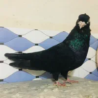 صرب|پرنده|شادگان, |دیوار