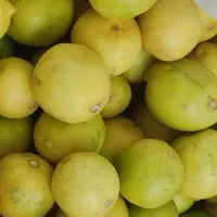 لیمو|خوردنی و آشامیدنی|یاسوج, |دیوار