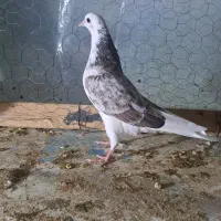 جوجه کفتر|پرنده|هشتگرد, قاسم آباد بزرگ|دیوار