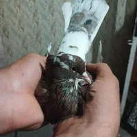پرنده|پرنده|شیراز, شیخ علی چوپان|دیوار
