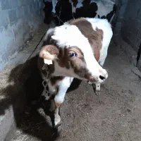 گوساله نر|حیوانات مزرعه|مرادلو, |دیوار