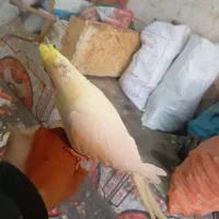 عروس هلندی سخنگو|پرنده|کوهدشت, |دیوار