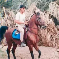 اسب