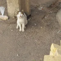 گربه گم شده