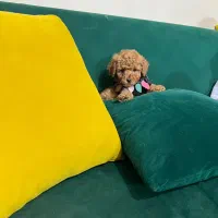 پودل ریزه میزه|سگ|کرج, استاندارد|دیوار