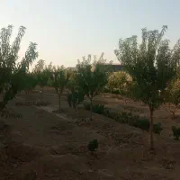 زمین-باغی