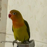 کوتوله برزیلی،طوطی،لاوبرد،طوطی برزیلی