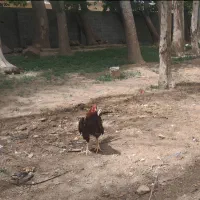 خوروس لاری