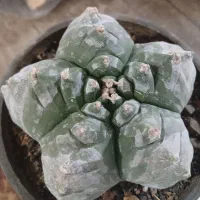 کاکتوس کیکو|گل و گیاه طبیعی|قم, پردیسان|دیوار