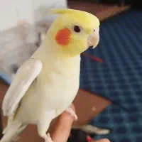 عروس هلندی گمشده