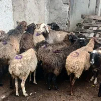 چندراس میش گوسفند آبستن و گوشتی