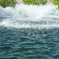 ماهی قزل آلا|ماهی|ماهنشان, |دیوار