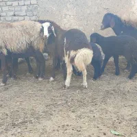 میش و بره|حیوانات مزرعه|زاوه, |دیوار