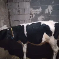 گوساله|حیوانات مزرعه|نیر (اردبیل), |دیوار