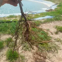 نهال انگور ریشه لخت بیدانه قرمز و ترکمن چهار