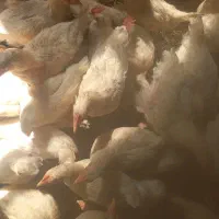 مقدر ۷۰ عدد جوجه درهم یک جا بفروش میرسد