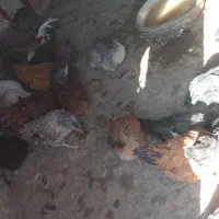 باسلام بیستا مرغ و خروس یکساله تخمی|حیوانات مزرعه|تربتحیدریه, پائین ولایت|دیوار