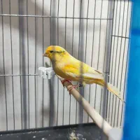 قناری نر و ماده