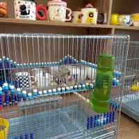 سهره کرمانشاهی|پرنده|اصفهان, نقش جهان|دیوار