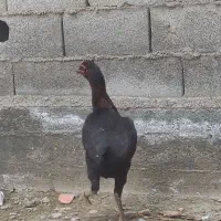 مرغ لاری|حیوانات مزرعه|سیمین شهر, |دیوار