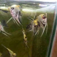 آکواریوم آنجل|ماهی|خوی, |دیوار