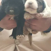 توله سرابی|سگ|اصفهان, رهنان|دیوار