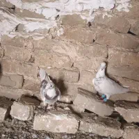 کفتر|پرنده|چناران, |دیوار