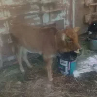 لیشه ماده ۳ماهه