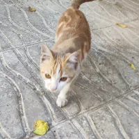 واگذاری رایگان گربه زیر یکسال