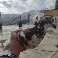 کبوتر|پرنده|پاوه, |دیوار